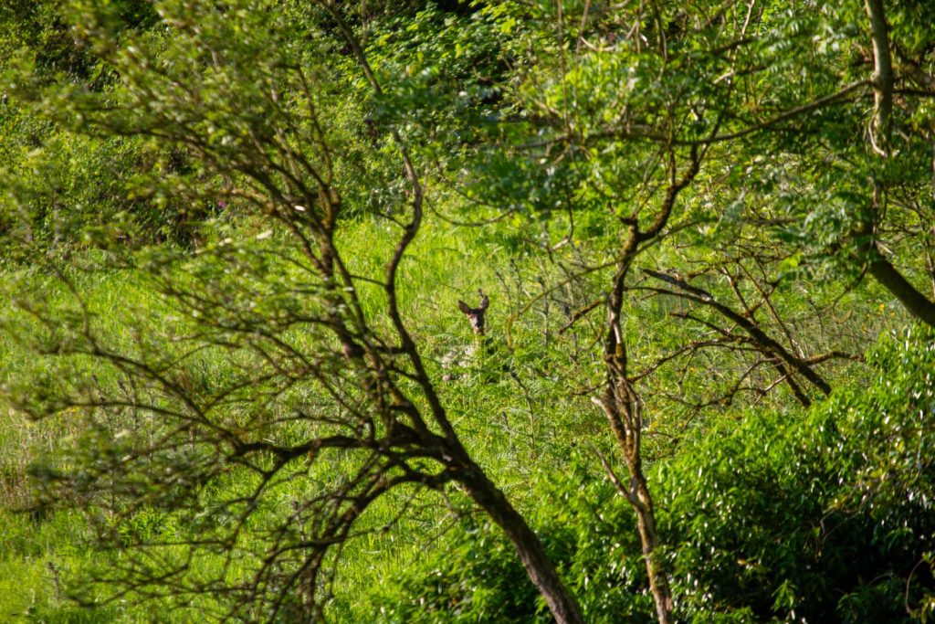 Wildlife and nature whilst glamping, it's an escape of the world, you didn't know you needed.
