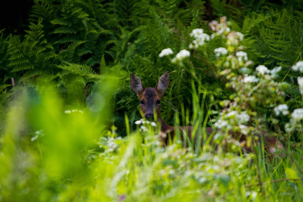 Wildlife in the hedges on our campsite in North Yorkshire near Scarborough. A beautiful roe deer.