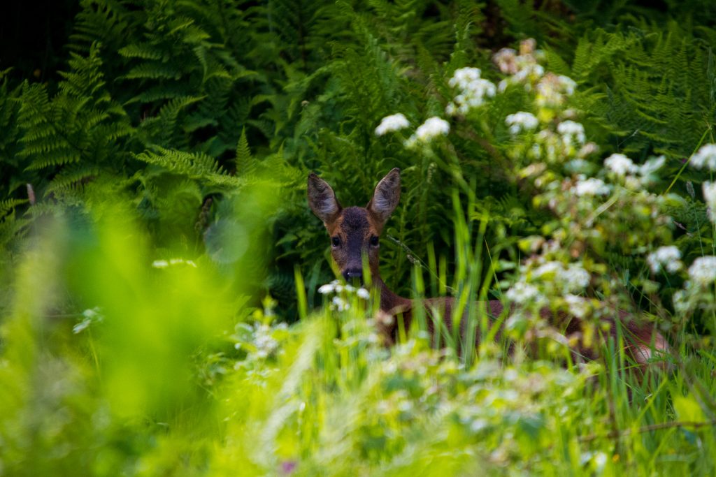 You can always see the deer here at Prospect House Farm, sometimes right from your hot tub.